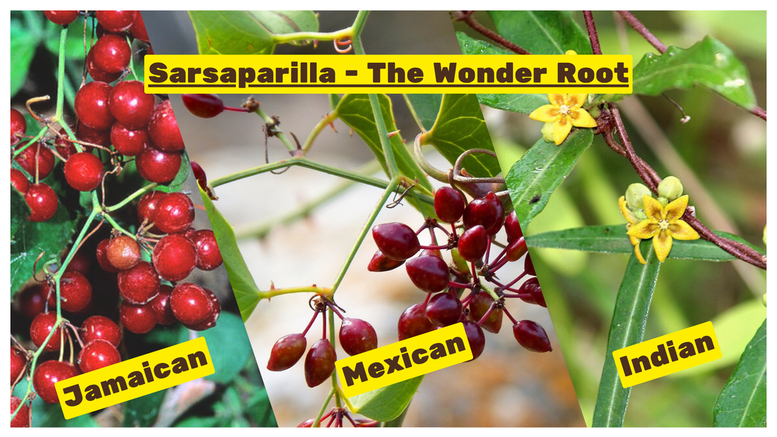 Sarsaparilla: Jamaican vs. Mexican vs. Indian — What’s the Difference?