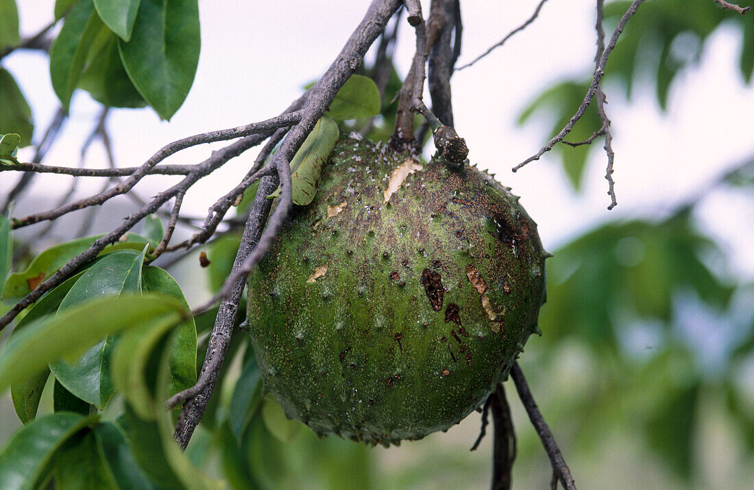 Soursop Stems