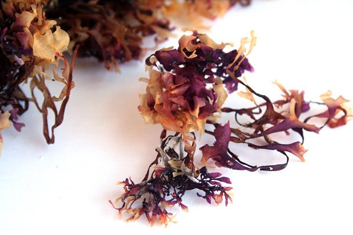 Purple Seamoss — Irish Moss (Chondrus Crispus)