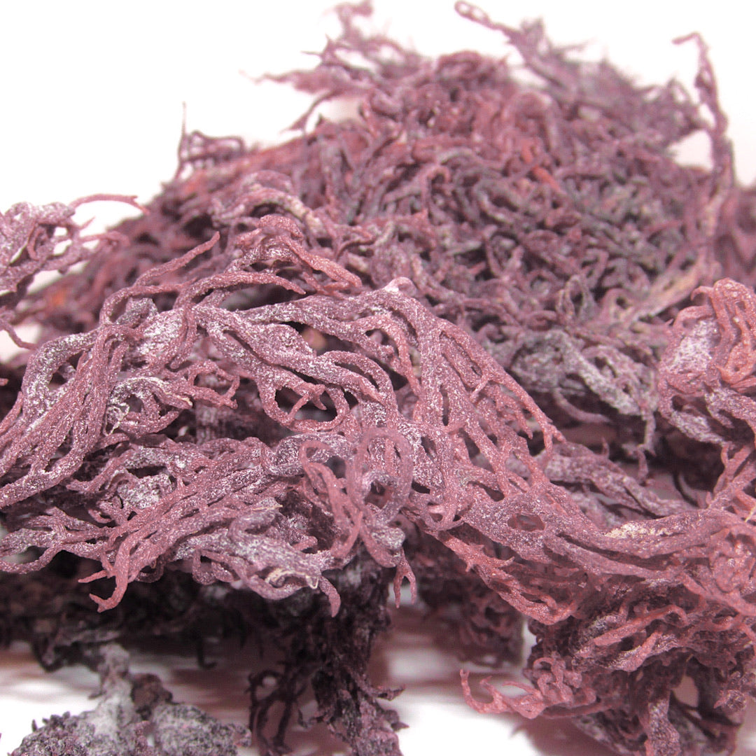 Purple Seamoss (Fresh Ocean-Harvested)