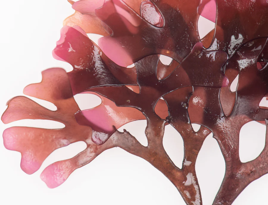 Elderberries & Sea Moss Powder