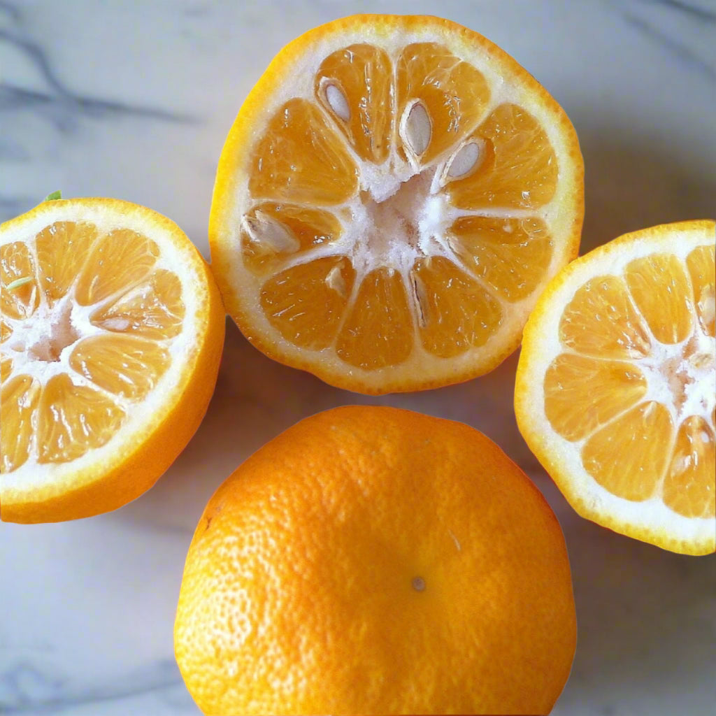 Sour Orange | Seville Orange | Bitter Orange