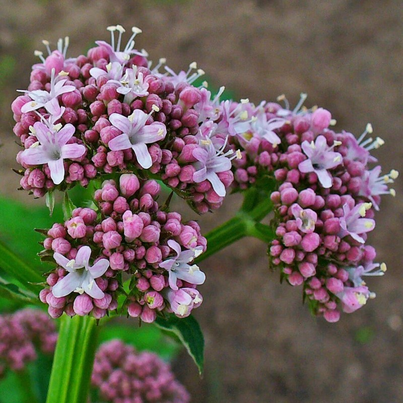 Organic Wild Crafted Valerian