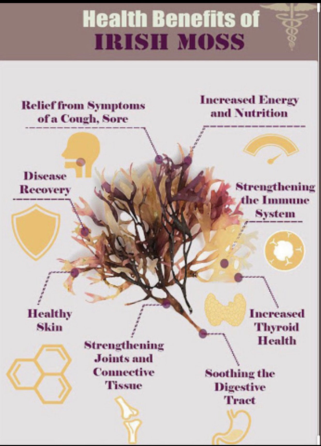 Purple Seamoss — Irish Moss (Chondrus Crispus)