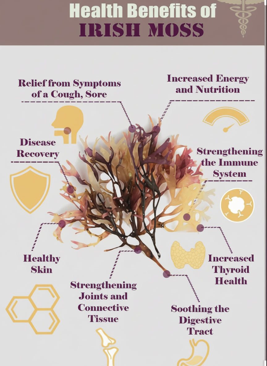 Purple Seamoss (Wild Crafted) — Irish Moss (Chondrus Crispus)