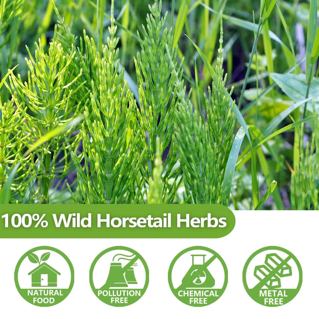 Horsetail(Shavegrass) Herb [Nail, Hair, Skin & Bone Health]