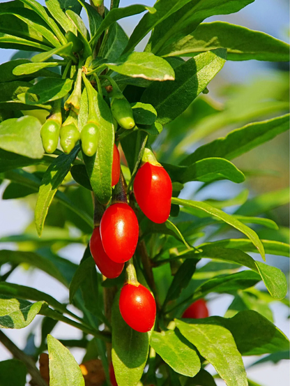 Goji Berries