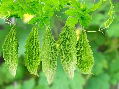 Bitter Melon Powder (Gourd)(Karela) [Cholesterol & Diabetic Support]