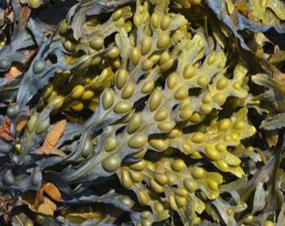 Bladderwrack — Wild Crafted — Cut & Sifted