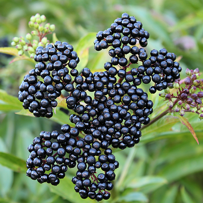 Organic Wild Crafted Elderberries Whole