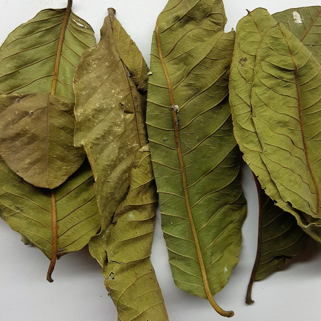 Guava Leaves - [Blood & Heart Health][Digestive Health][Menstrual Relief]