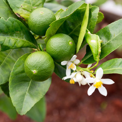 Key Limes (SALE!) – Available to ship to all 50 states