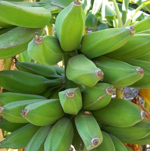 Burro Bananas — Available to Ship