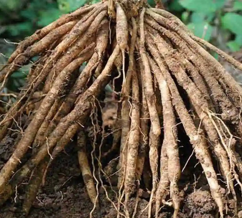 Indian Sarsaparilla Root