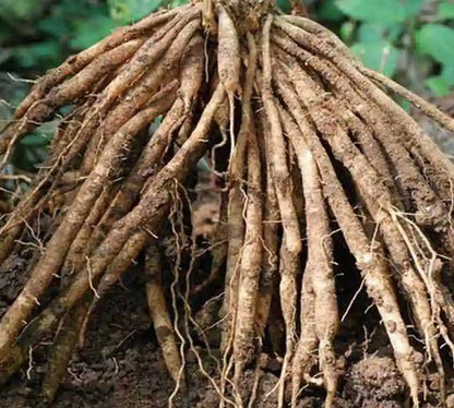 Indian Sarsaparilla Root