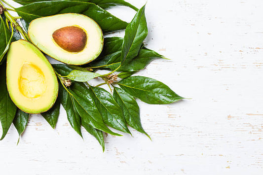 Avocado Leaves [Heart Health, Kidney Health, Blood Sugar Regulation]