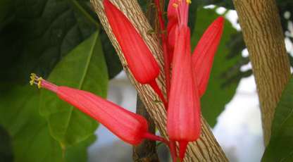 Jamaican Bitterwood (Quassia Wood)