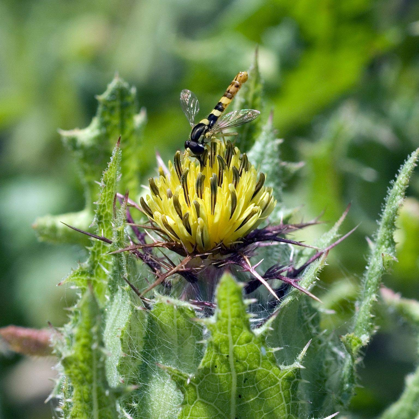 Blessed Thistle (Holy Thistle)