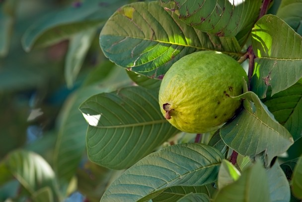 Guava Leaves - [Blood & Heart Health][Digestive Health][Menstrual Relief]