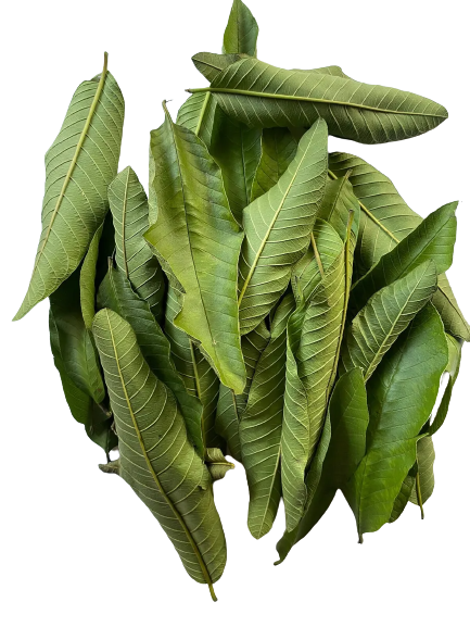 Guava Leaves - [Blood & Heart Health][Digestive Health][Menstrual Relief]