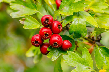 Hawthorn Berries - [Fiber Rich, Heart Health, Blood Pressure]