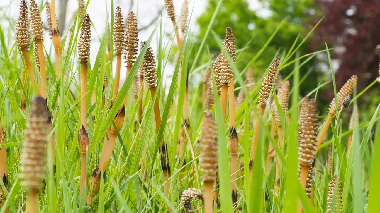 Horsetail(Shavegrass) Herb [Nail, Hair, Skin & Bone Health]