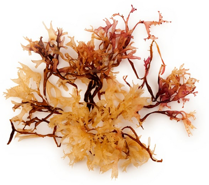 [BOGO Sale!] - Irish Sea Moss Flakes - [Mineral Rich, Digestive Health, Respiratory Health]
