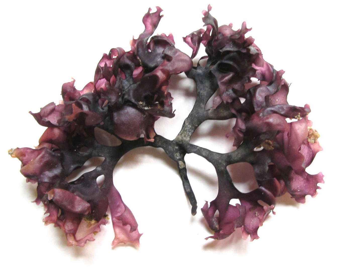 Purple Seamoss — Irish Moss (Chondrus Crispus)