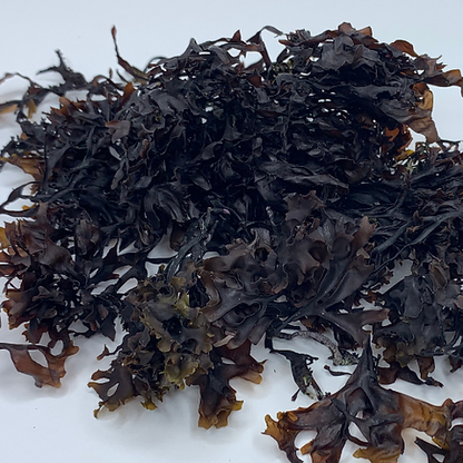 Purple Seamoss — Irish Moss (Chondrus Crispus)
