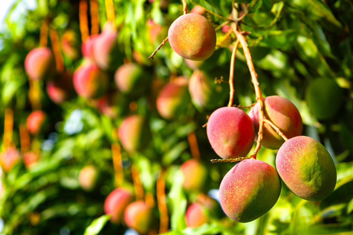 Mango (Random Variants)