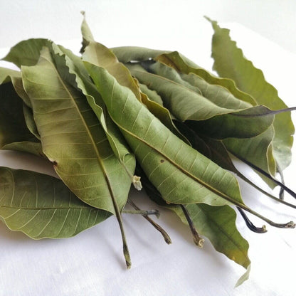 Mango Leaves [Lower Blood Sugar, Improve Heart Health]