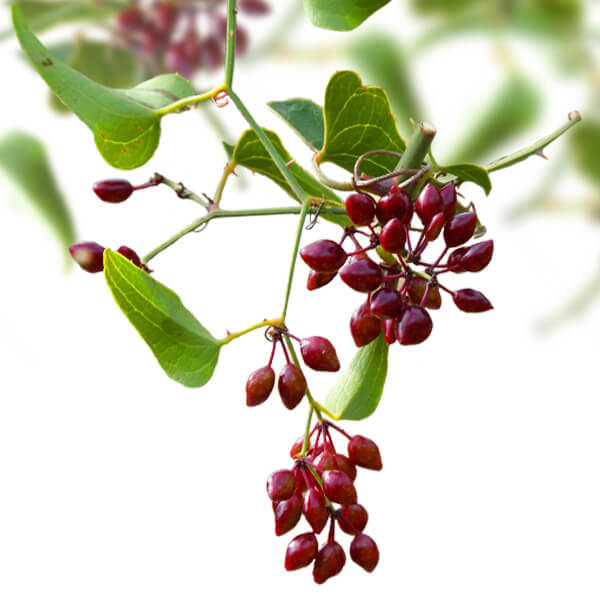 Sarsaparilla Media
