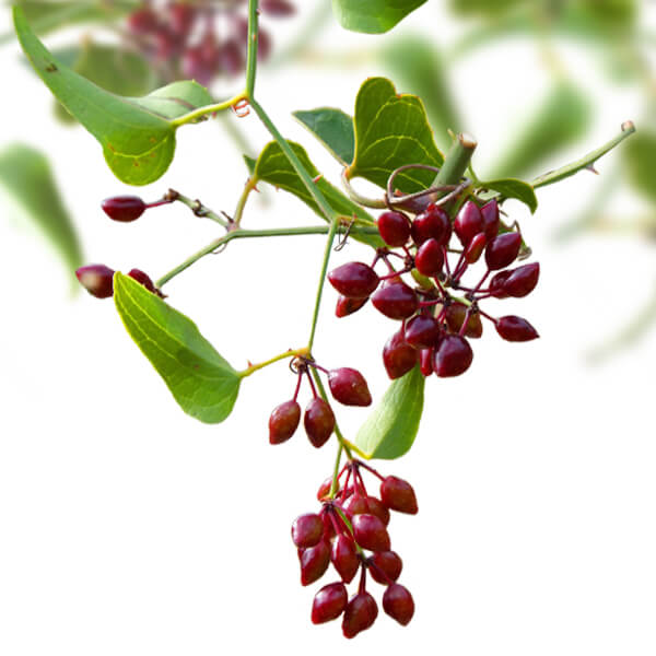 Mexican Sarsaparilla