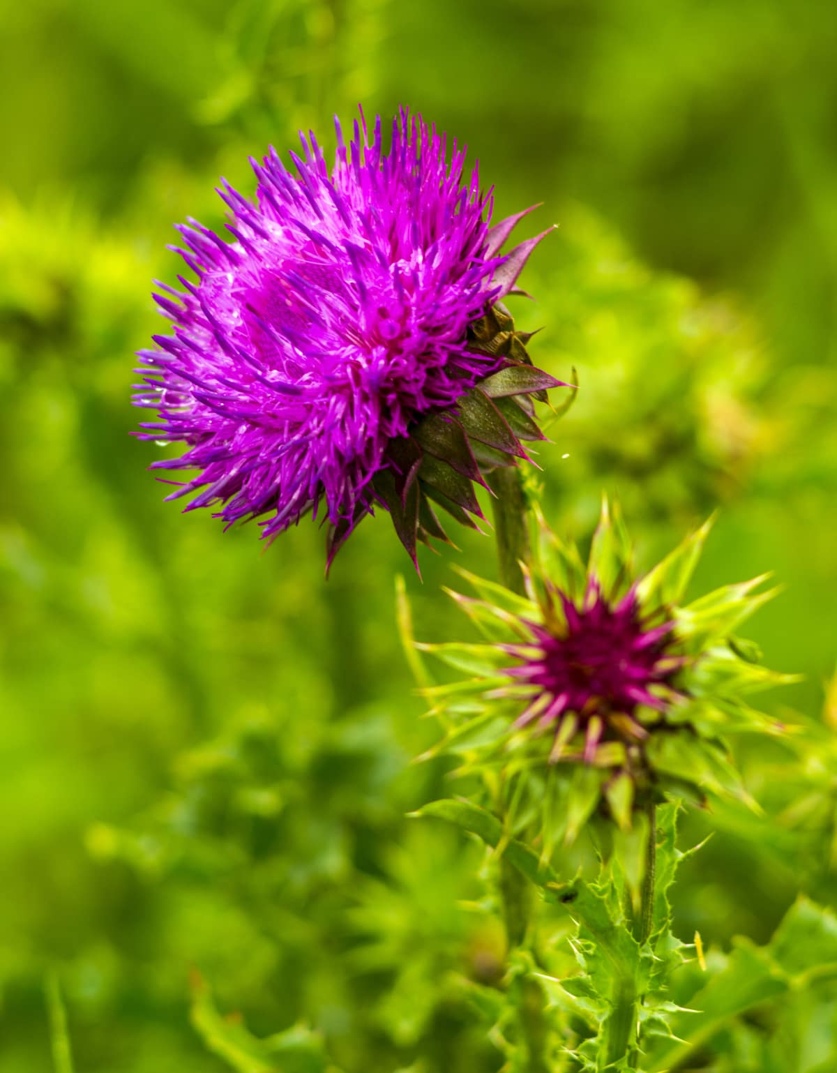 Milk Thistle