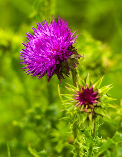 Milk Thistle Seeds [Liver & Heart Health]