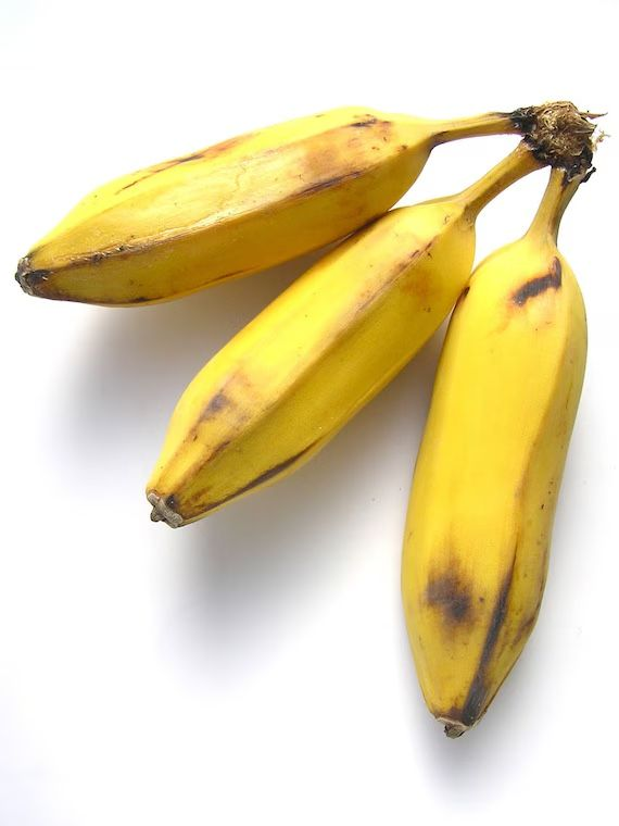 Burro Bananas - Orinoco — Available to Ship