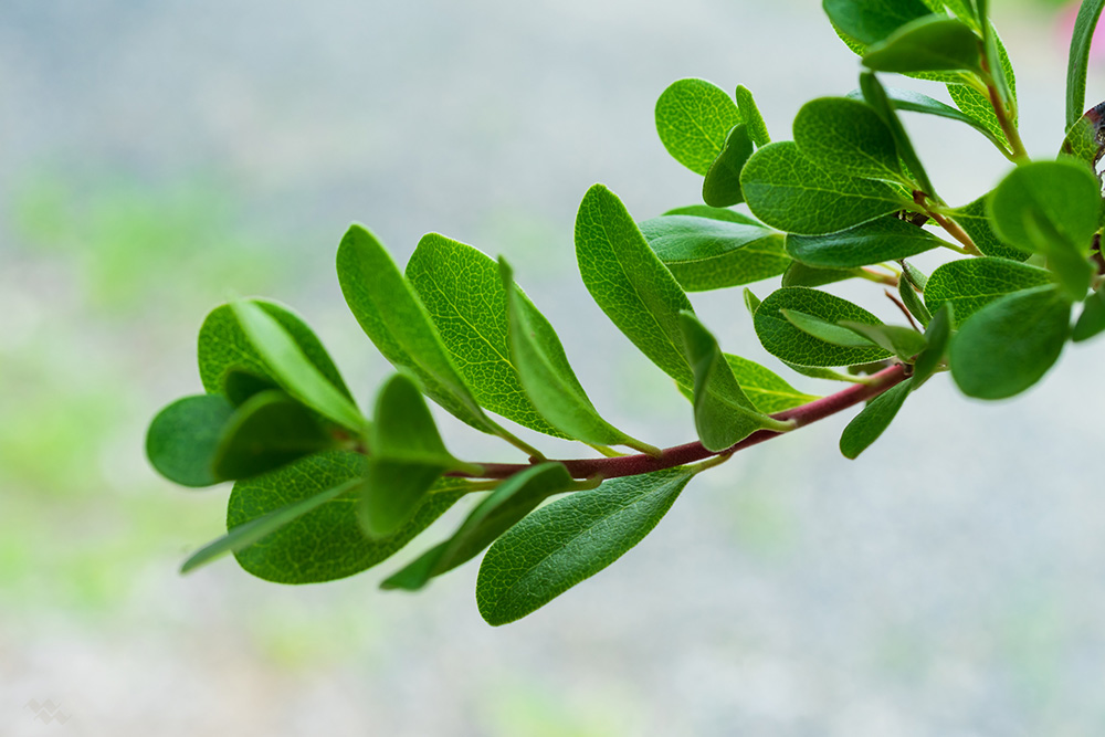 Uva Ursi - [Kidney, Bladder, Arthritis]