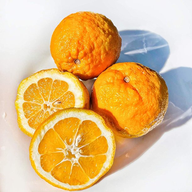 Sour Orange | Seville Orange | Bitter Orange