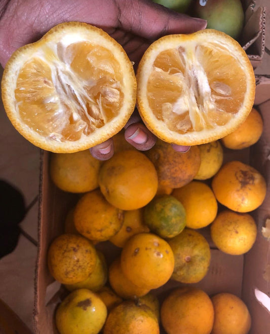 Sour Orange | Seville Orange | Bitter Orange