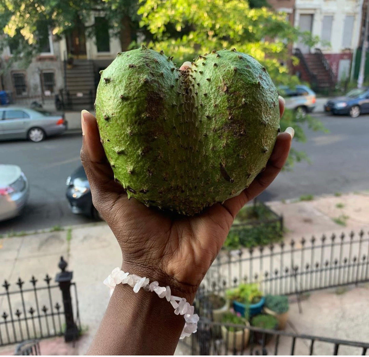 Small & Large Soursop Tester Box — (1-2 Day Shipping To NY, NJ, CT) — (Other States 1-Day Shipping Recommended)