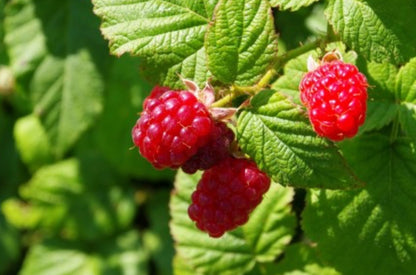 Red Raspberry Leaves [Fertility][Labor Support]