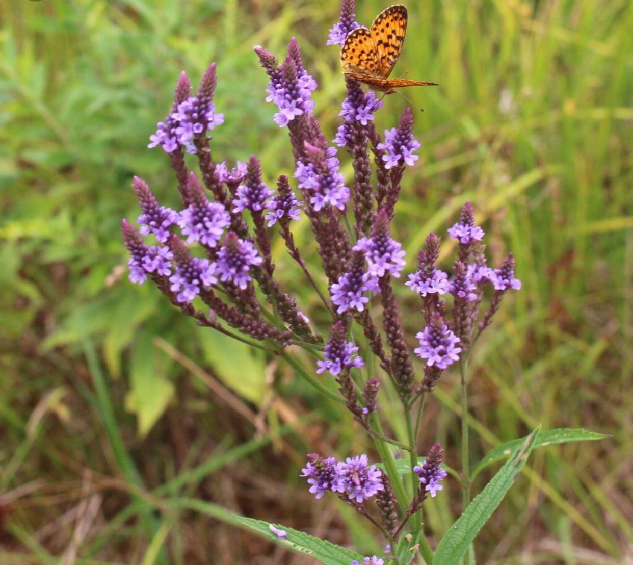 Wild Crafted Blue Vervain