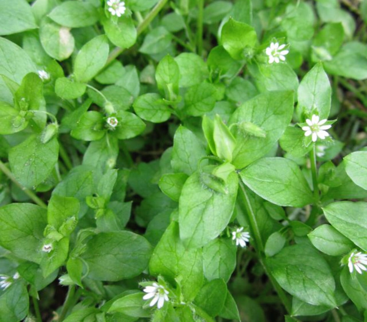 Chickweed