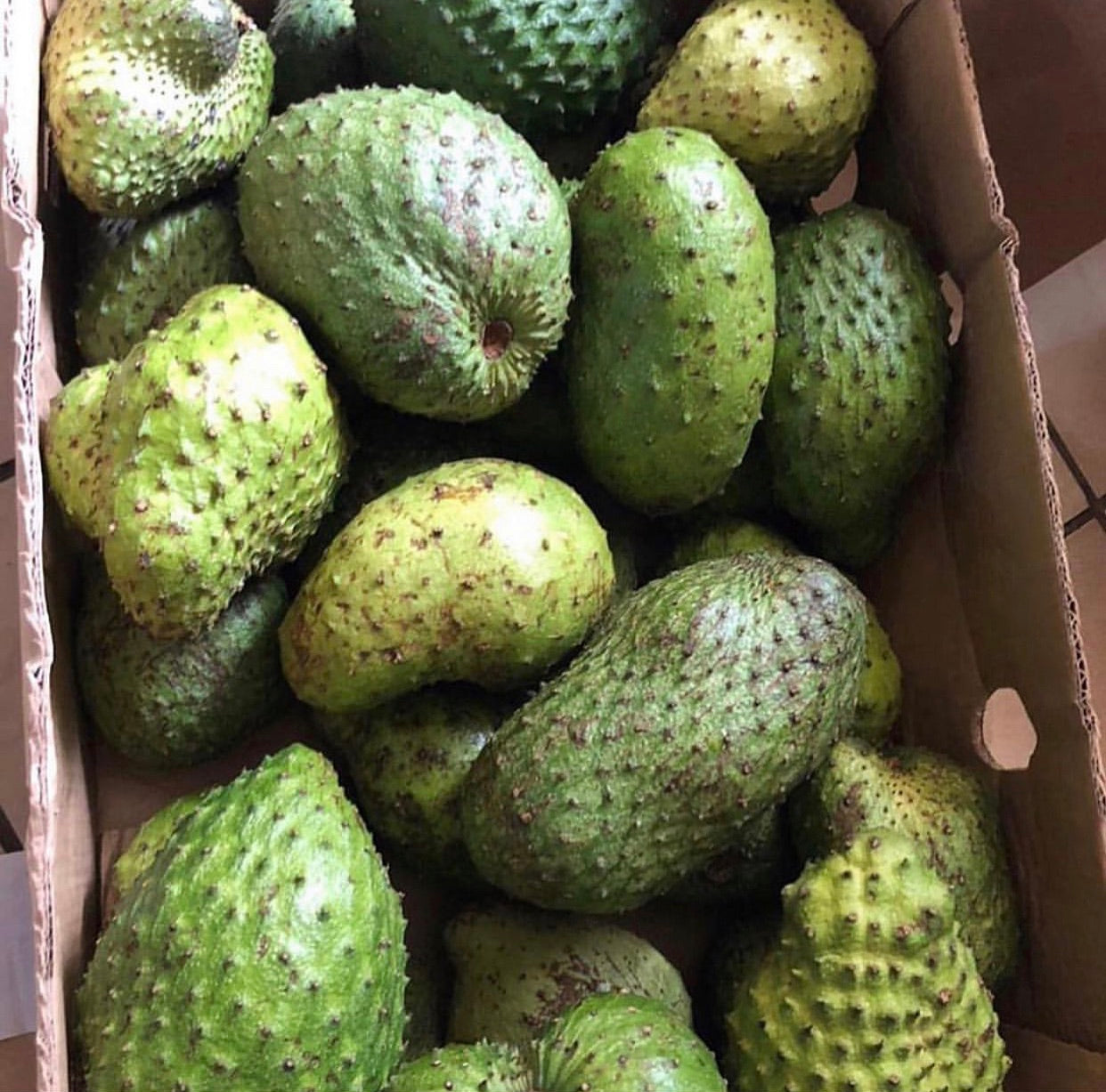 Small & Large Soursop Tester Box — (1-2 Day Shipping To NY, NJ, CT) — (Other States 1-Day Shipping Recommended)