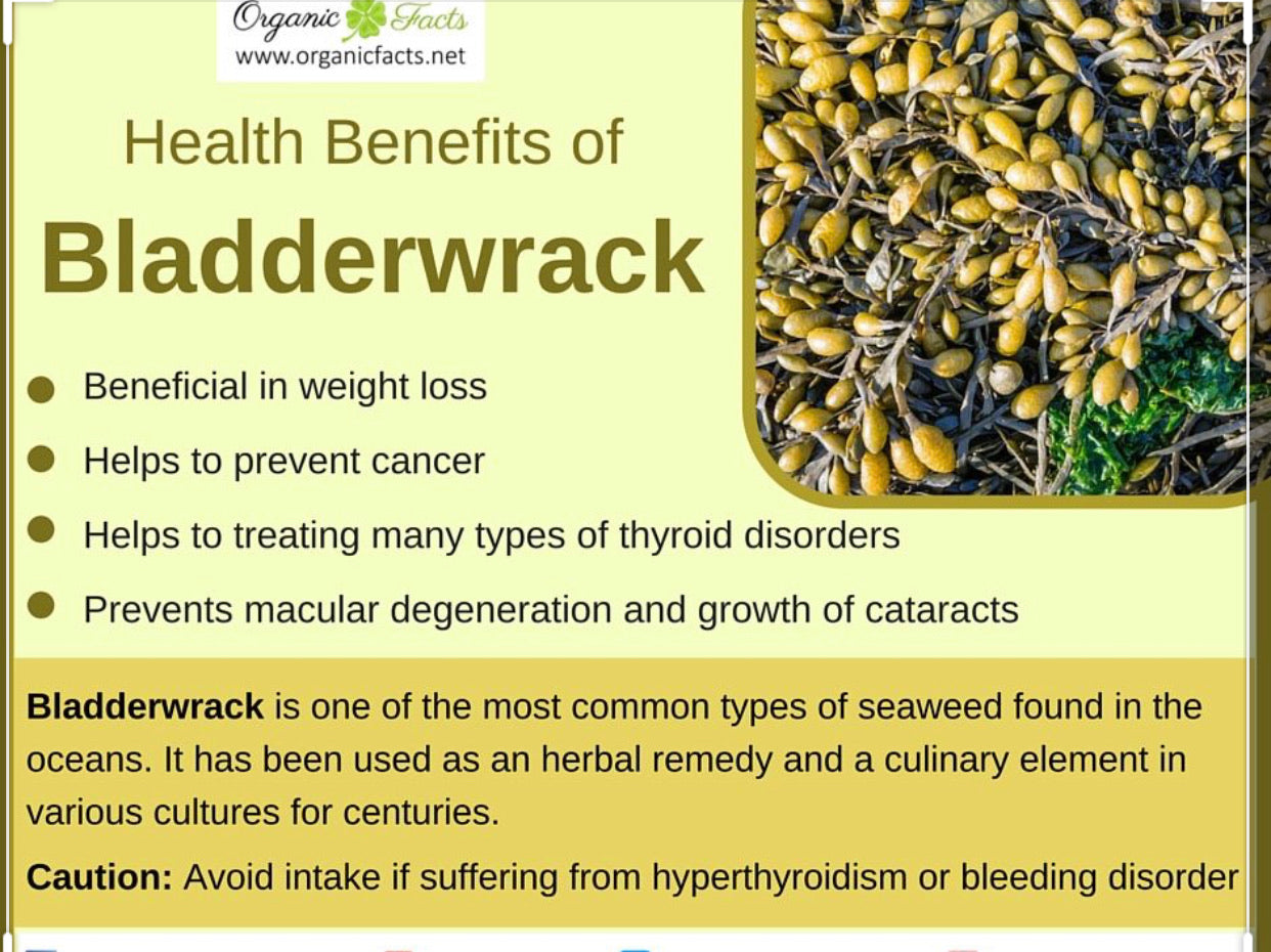 Bladderwrack — Wild Crafted — Cut & Sifted