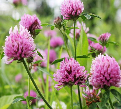 Wild Crafted Red Clover